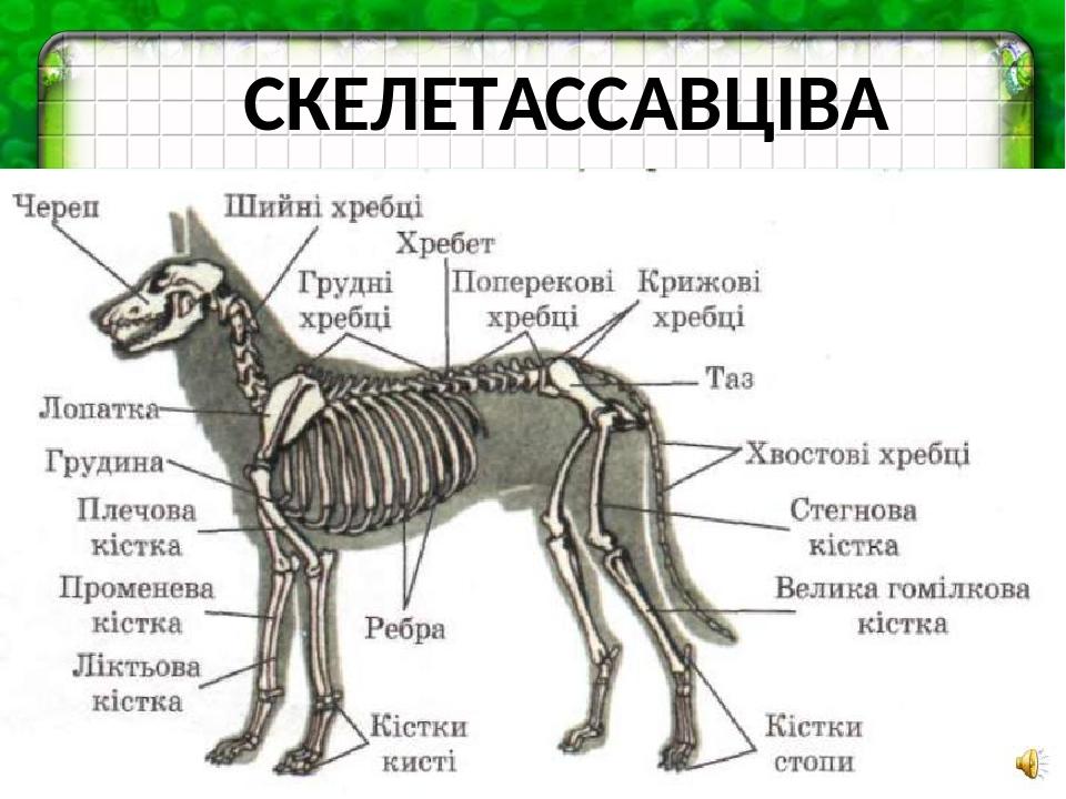 Скелет ласки фото