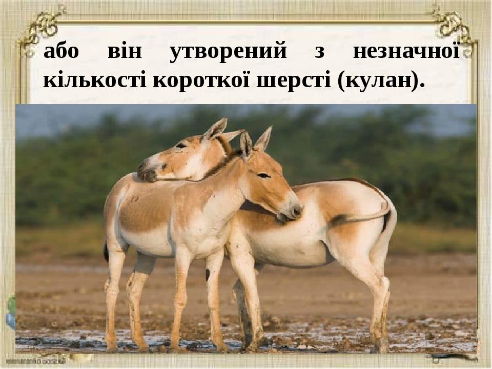 Онагры Животные Фото