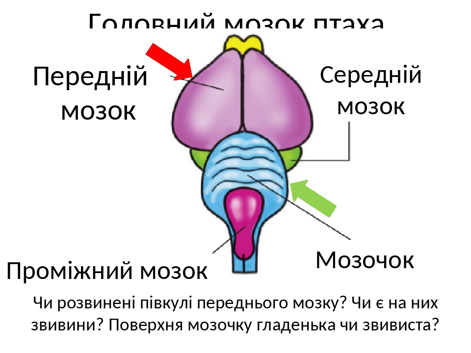 Гипофиз головного мозга где находится рисунок