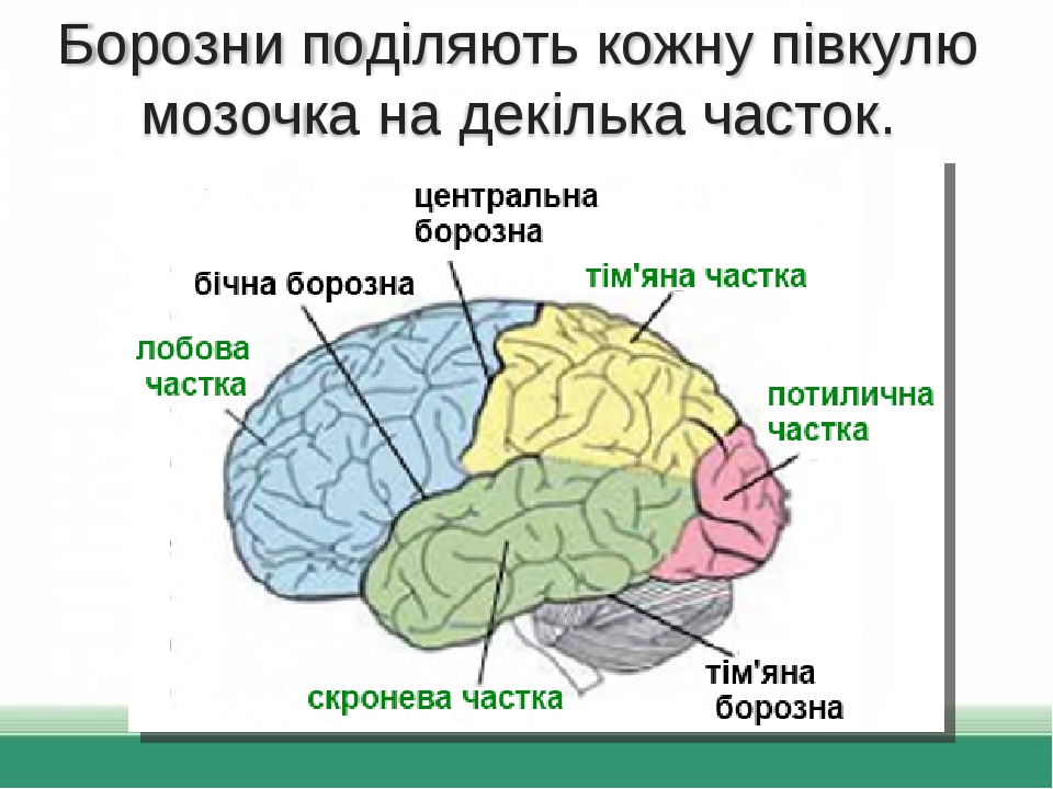 Презентація на тему "Головний мозок людини"