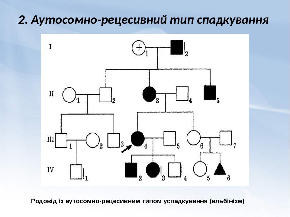 Мой родовод образец схемы на белорусском языке