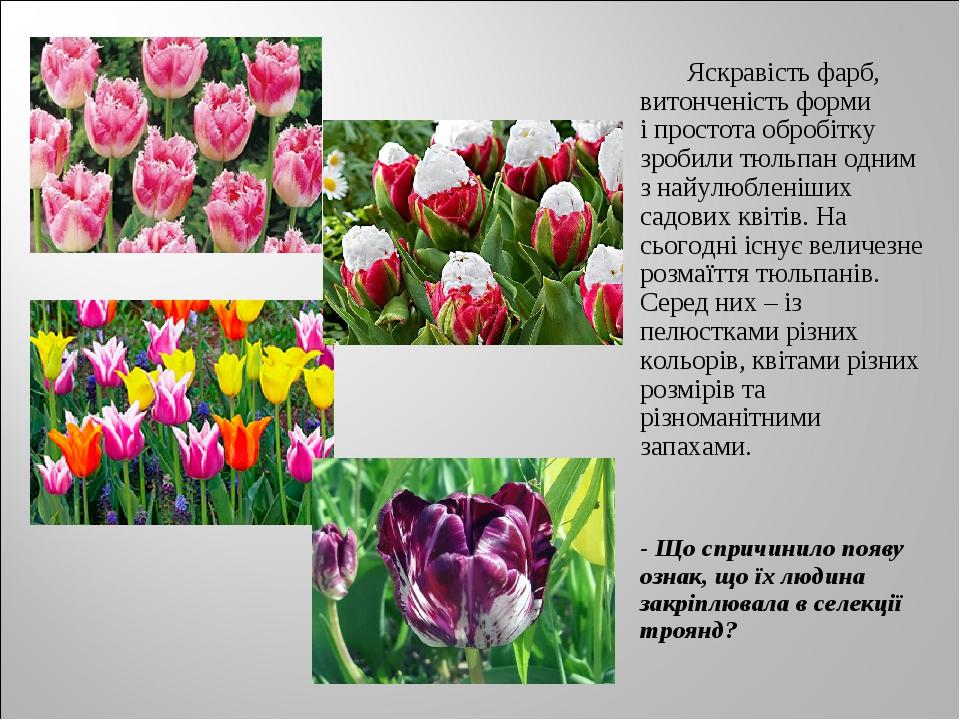 Яскравість фарб, витонченість форми і простота обробітку зробили тюльпан одним з найулюбленіших садових квітів. На сьогодні існує величезне розмаїт...