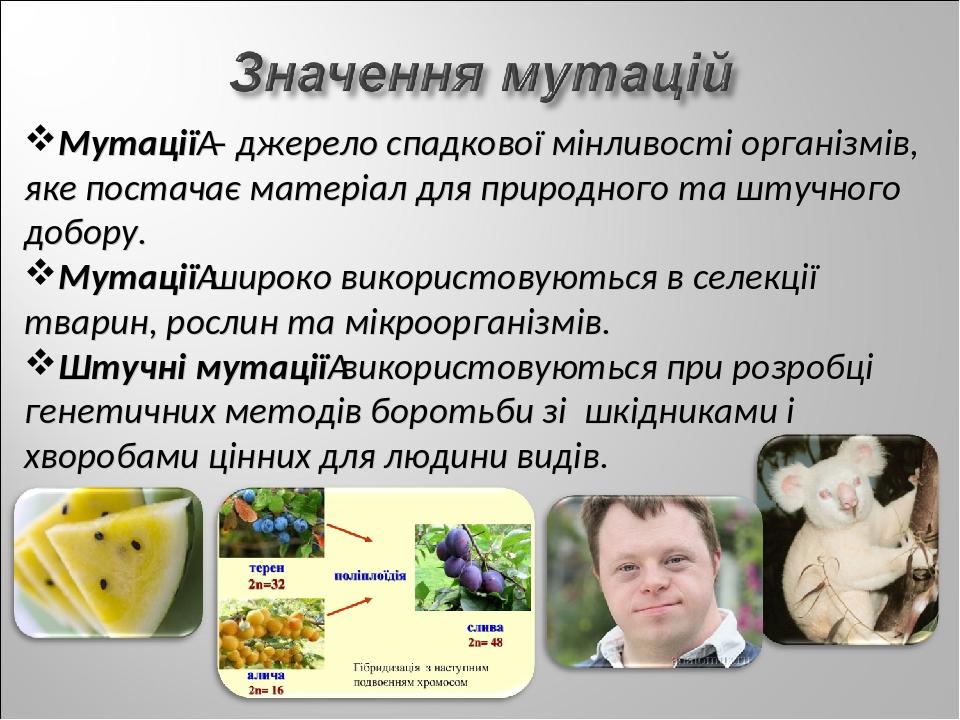 Мутації – джерело спадкової мінливості організмів, яке постачає матеріал для природного та штучного добору. Мутації широко використовуються в селек...