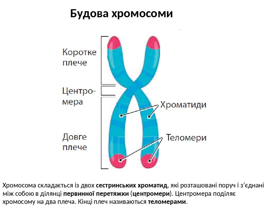 Будова хромосоми Хромосома складається із двох сестринських хроматид, які розташовані поруч і з’єднані між собою в ділянці первинної перетяжки (цен...