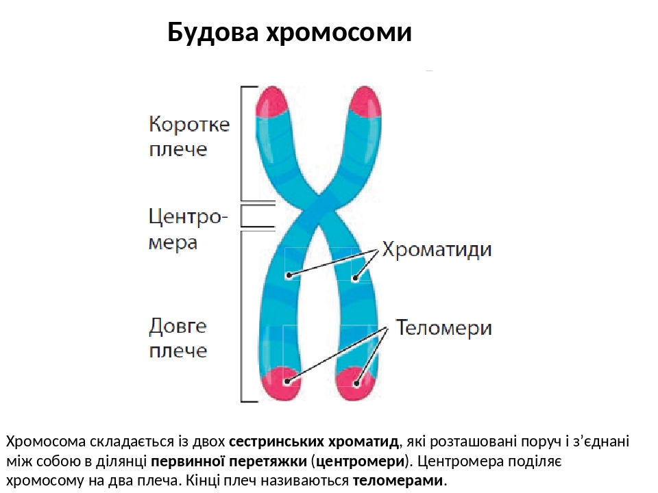 Хромосомы 2n. Вторичная перетяжка хромосомы. Перетяжки хромосом. Хромосомний аналіз висновок. Имеет ли вторичную перетяжка y-хромосома.