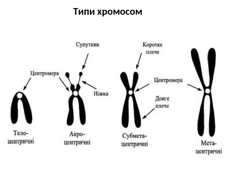 Типи хромосом