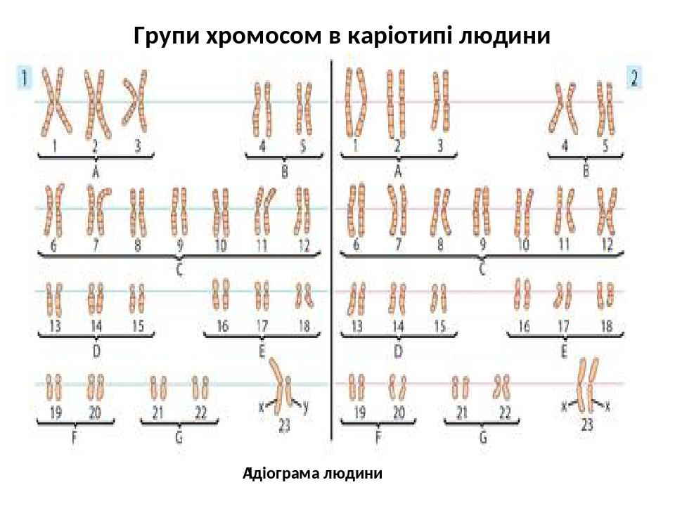 Групи хромосом в каріотипі людини  Ідіограма людини