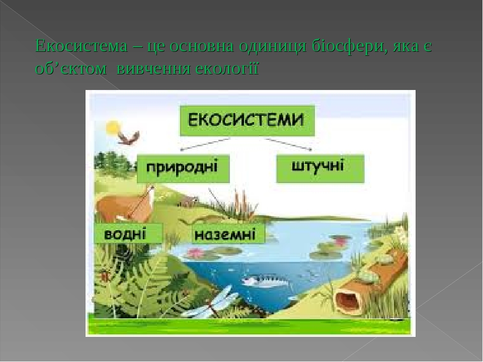 Екосистеми, їх характеристики. Екосистема своєї місцевості.