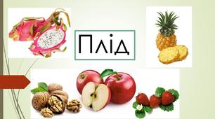 Плід. Способи поширення. Лабораторне дослідження будови плоду. 6 клас