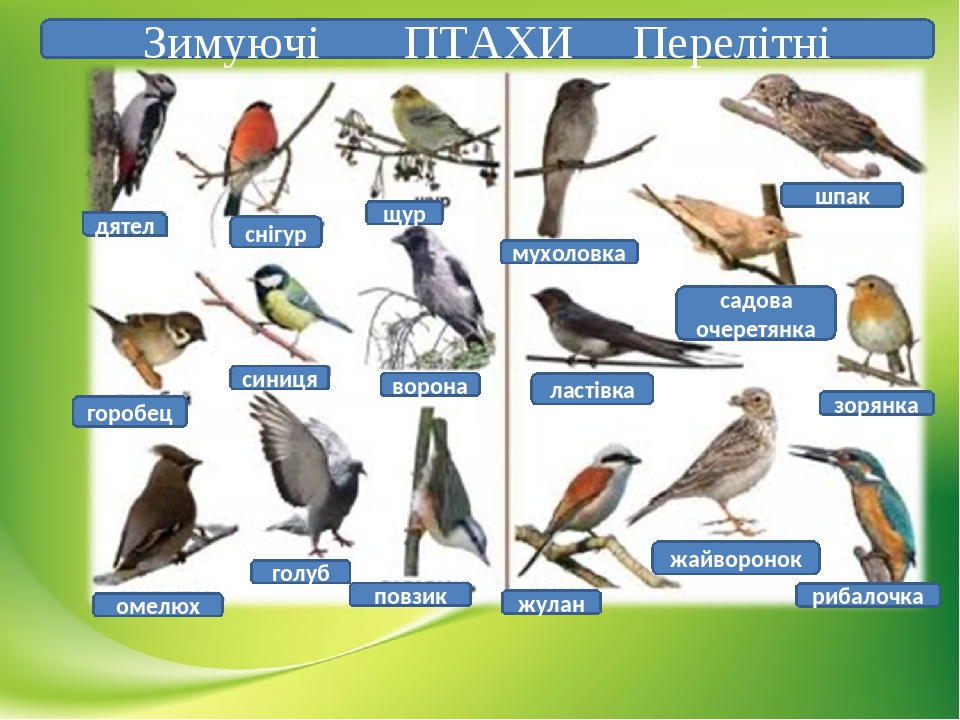 Птахи, які мешкають у Черкаські області