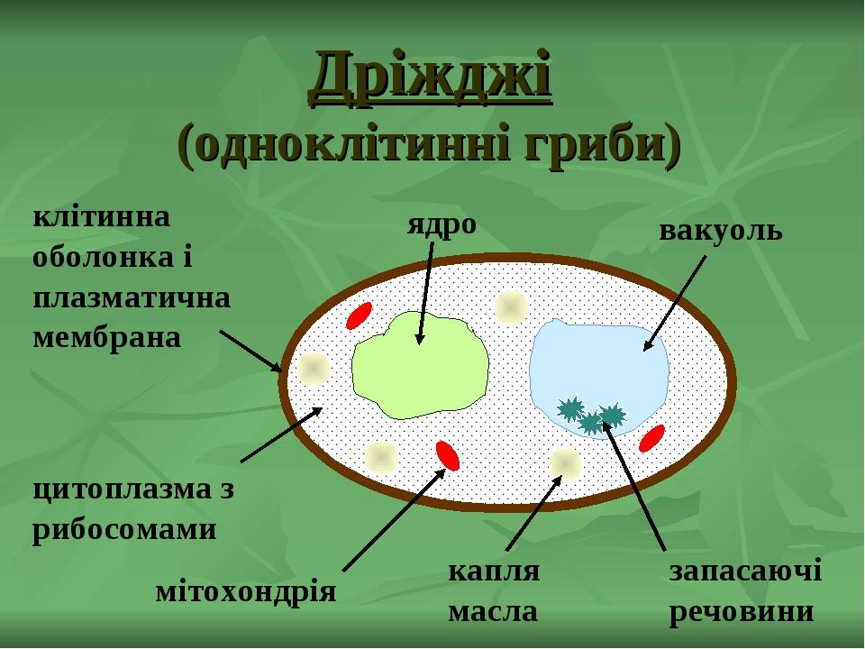 Какой биологический объект изображен на рисунке клетка бактерии спора гриба вирус вич семя растения