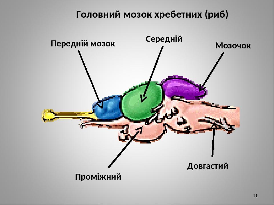 Путь воздуха при выдохе у млекопитающих схема