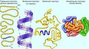 Білки як високомолекулярні сполуки