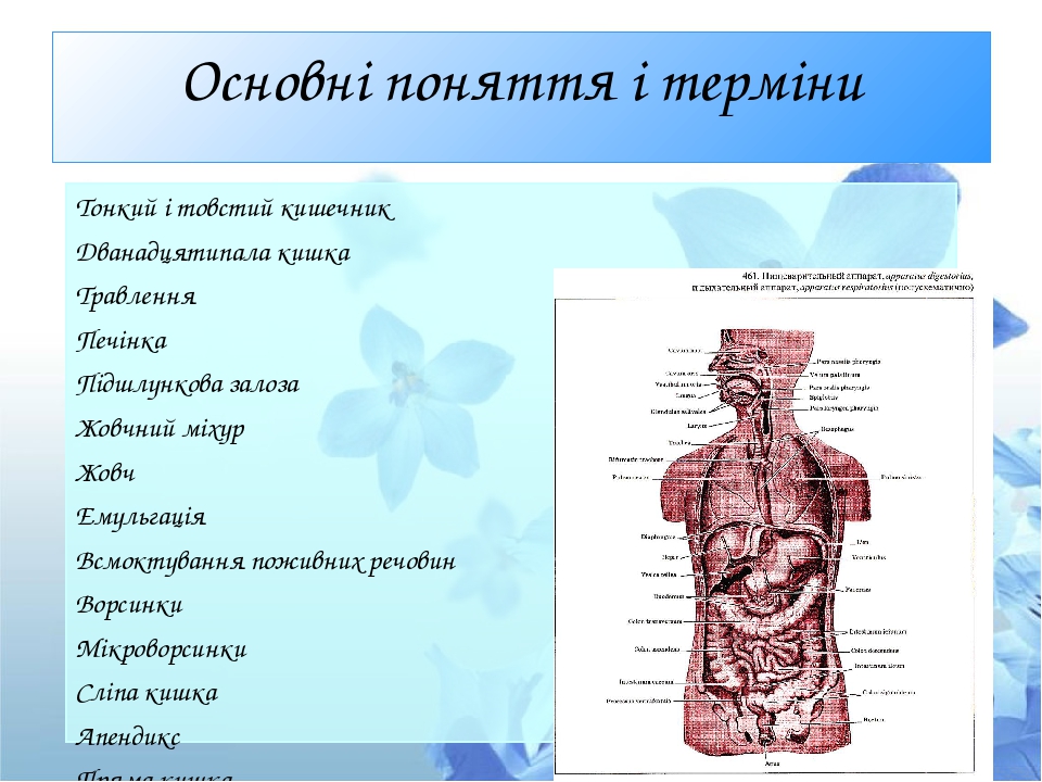 Презентація для відкритого уроку “Травлення в кишечнику”