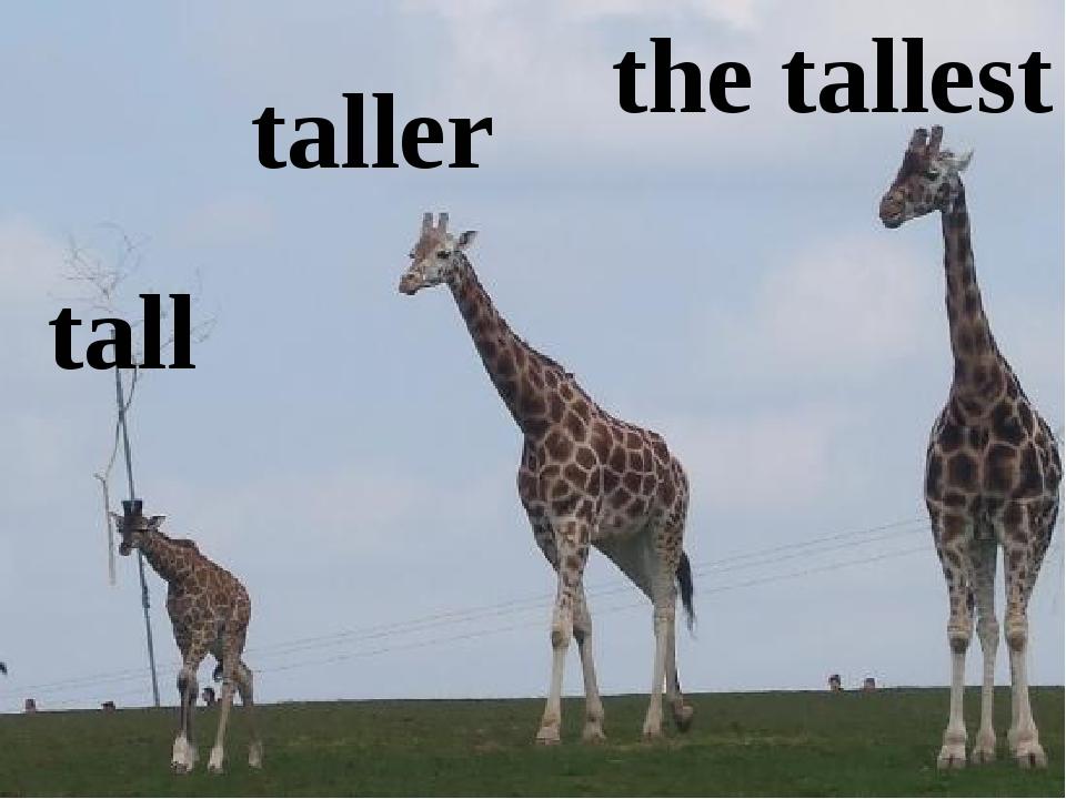 Tall picture. Tall Taller the Tallest. Ефдд Ефддук еру ефддуые. Tall перевести. Tallest перевод.