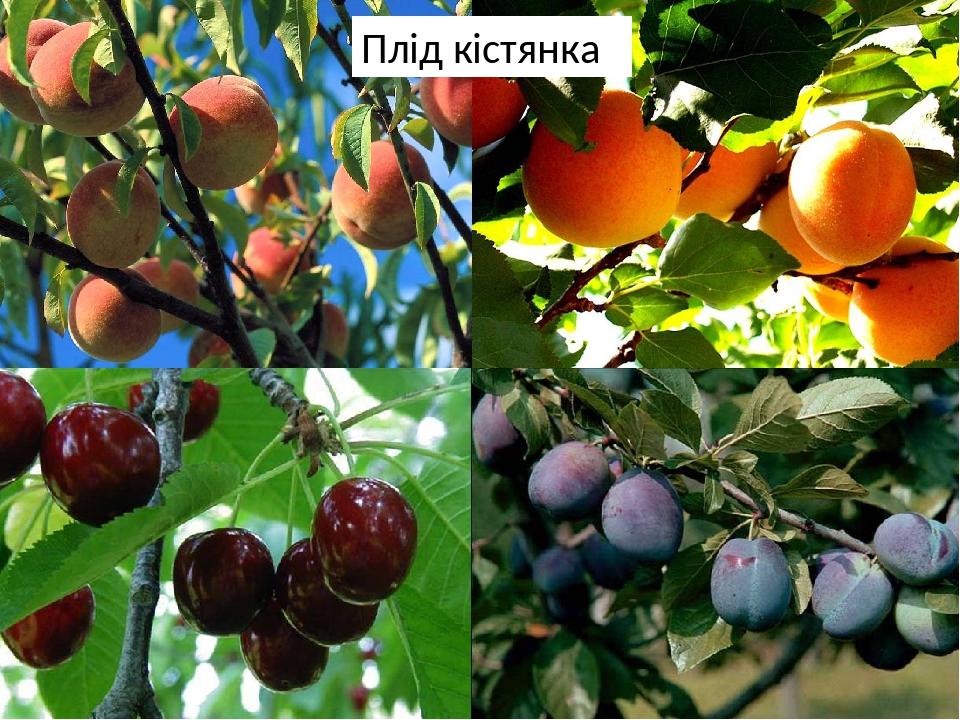 Плід, поширення плодів. Лабораторне дослідження будова плодів