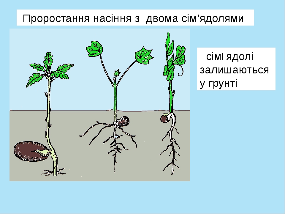 На рисунке стрелками покажите из каких частей цветков образовались части соответствующих