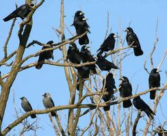 Вид – Грак (Corvus Frugilegus) Рід – Крук (Corvus) Родина – Воронові (Corvidae) Ряд – Горобцеподібні (Passeriformes)Ареал грака простягається Євразією від Скандинавії на схід до узбережжя Тихого океану. В Україні трапляється як гніздовий або зимуючий вид на всіх території України, крім гір. Грак - типовий мешканець культурного ландшафту. Найбільш охоче селиться в старих парках і лісопарках, в невеликих гаях, придорожніх лісосмугах, нерідко - на прилеглих до населених пунктів узліссях лісу, на окремих групах дерев і навіть на вуличних насадженнях.