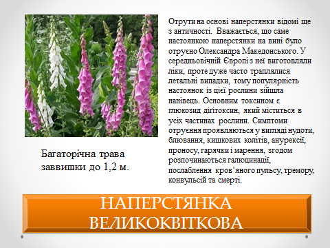 мак дурман конопля мак дурман конопля