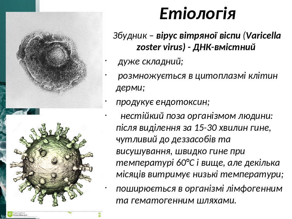 Антитела к вирусу варицелла зостер