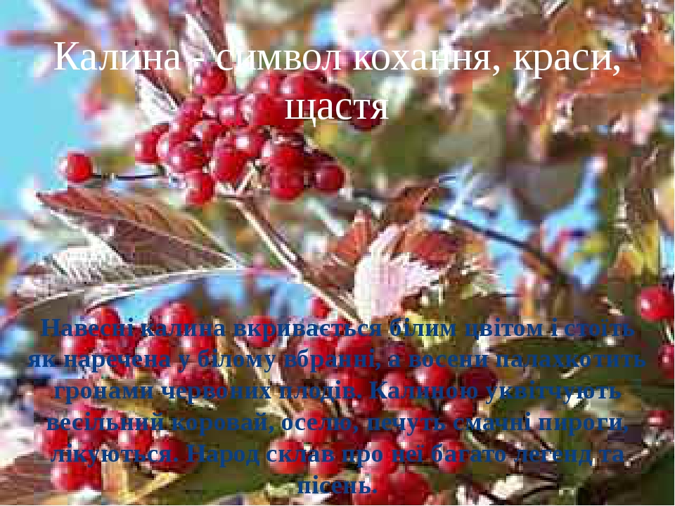 Калинник фото