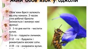 Презентація на тему " Яка найчисленніша група тварин на Землі?"
