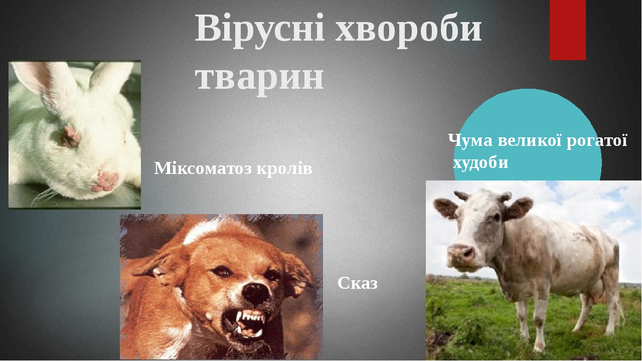 Презентація з природознавства на тему: "Віруси"