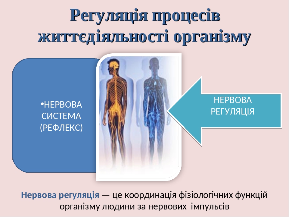 Нервная система рефлекс инстинкт органы чувств регуляция деятельности организма презентация 7 класс