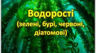 Водорості
