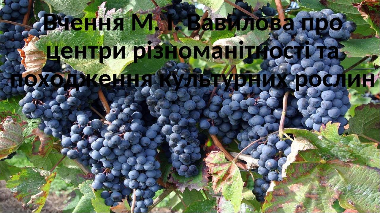 Вчення М. І. Вавилова про центри різноманітності та походження культурних рослин