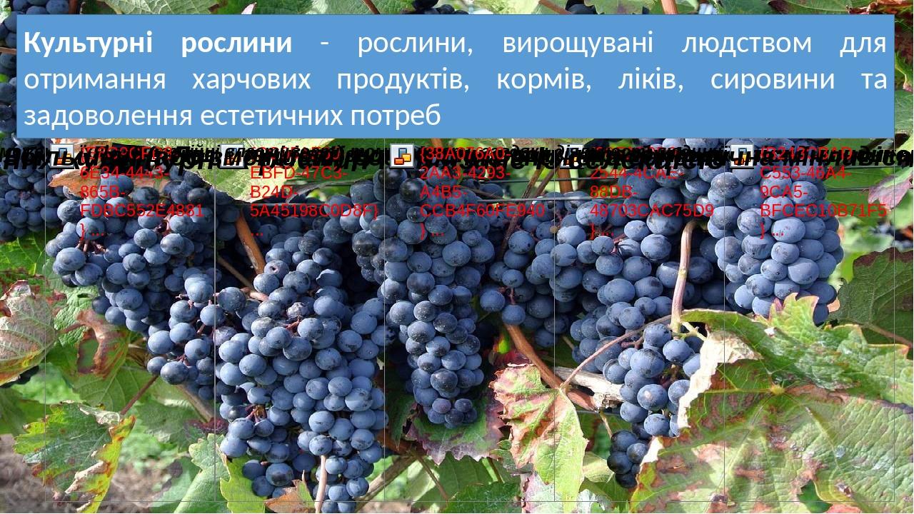 Культурні рослини - рослини, вирощувані людством для отримання харчових продуктів, кормів, ліків, сировини та задоволення естетичних потреб