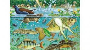 Тварини прісноводних водойм.