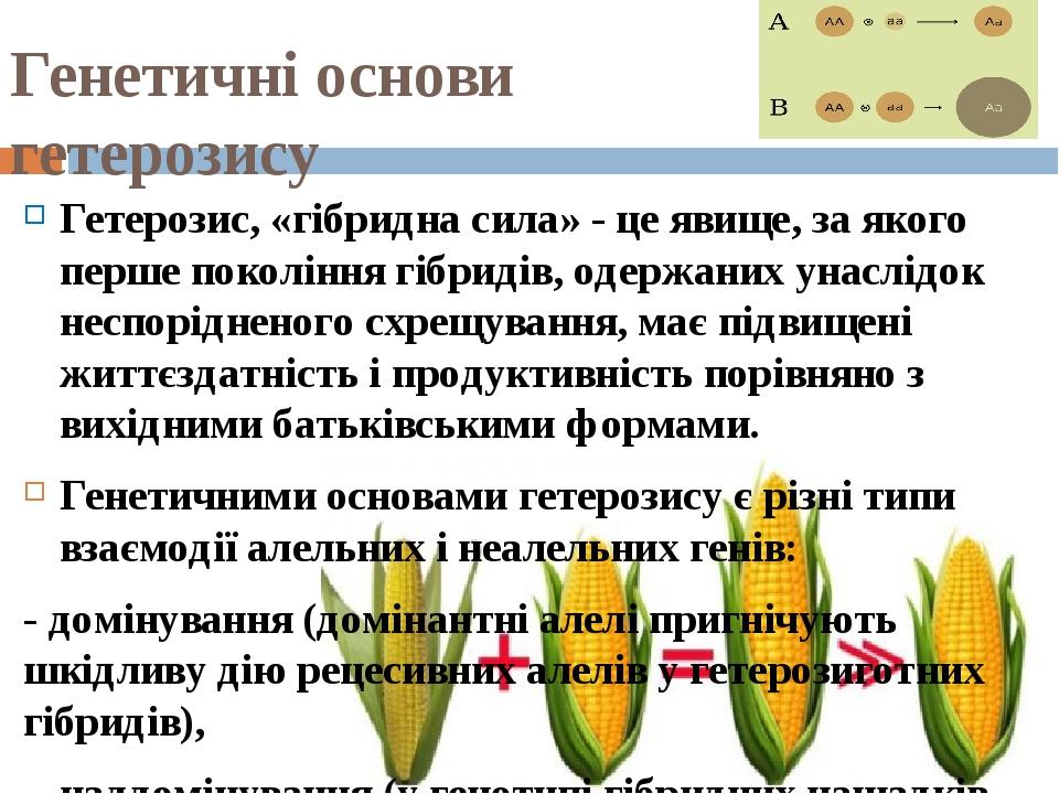 Генетичні основи гетерозису Гетерозис, «гібридна сила» - це явище, за якого перше покоління гібридів, одержаних унаслідок неспорідненого схрещуванн...