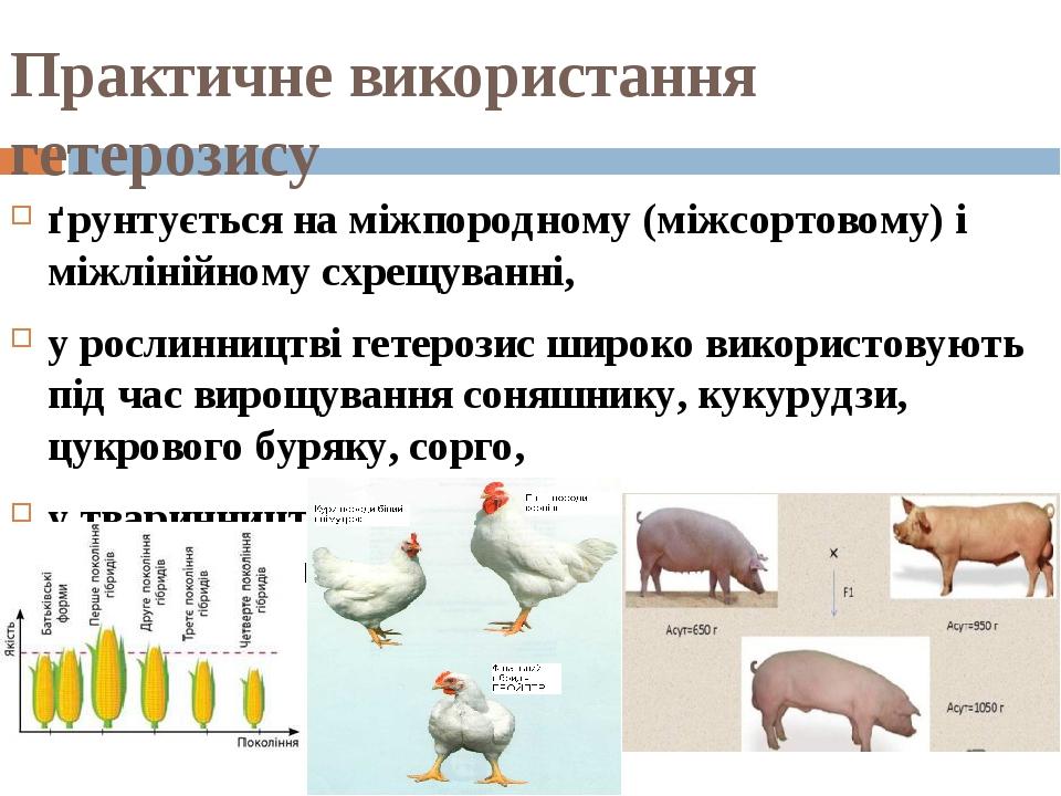 Практичне використання гетерозису ґрунтується на міжпородному (міжсортовому) і міжлінійному схрещуванні, у рослинництві гетерозис широко використов...