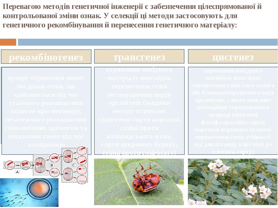 Перевагою методів генетичної інженерії є забезпечення цілеспрямованої й контрольованої зміни ознак. У селекції ці методи застосовують для генетично...