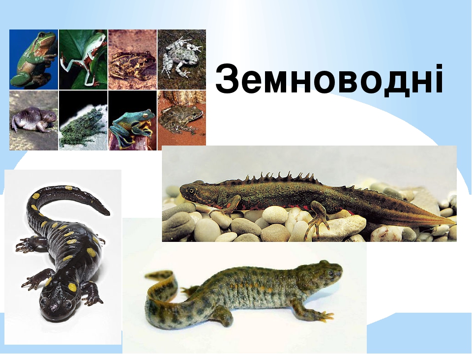 Презентація з природознавства «Тварини» 3 клас