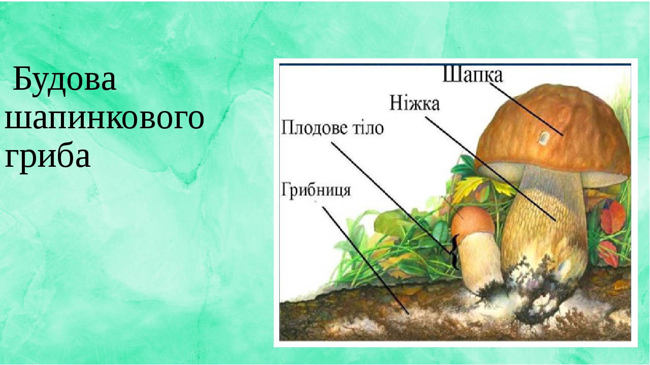 Будова гриба картинка