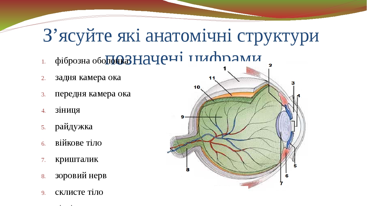 Камера 12 ока