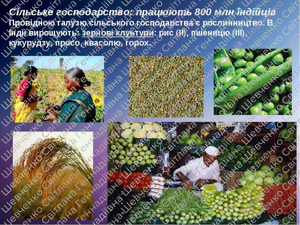 Сільське господарство: працюють 800 млн індійців Провідною галузю сільського господарства є рослинництво. В Індії вирощують: зернові клуьтури: рис ...