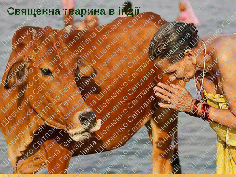 Священна тварина в Індії