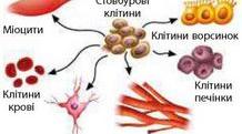 Репродукція та розвиток клітин