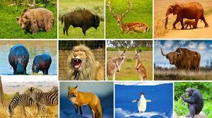 Wildtiere