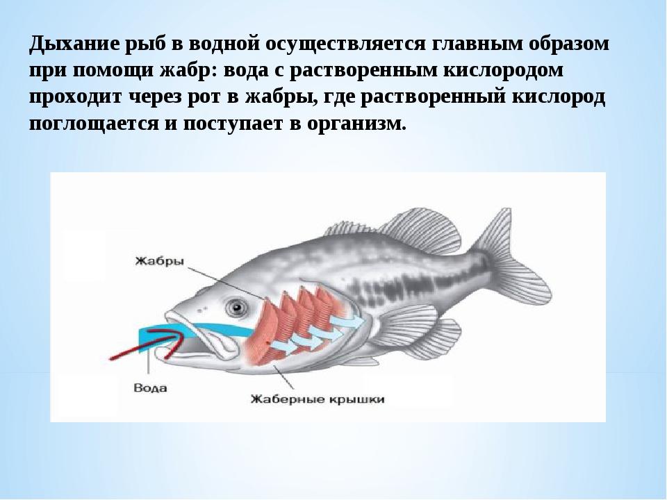 Система трубчатых жабр варфрейм где добыть