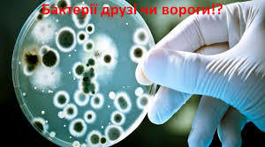 Чому бактерії називають і друзями, і ворогами людини?
