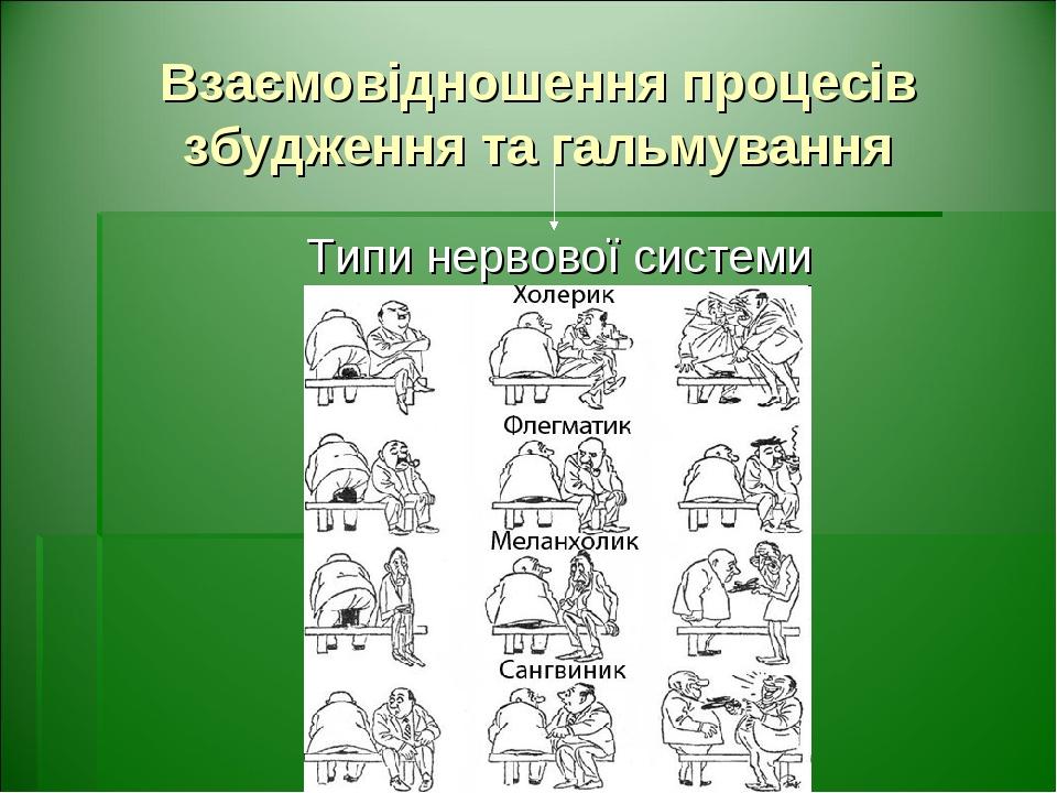 Взаємовідношення процесів збудження та гальмування Типи нервової системи