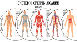 Системи людини. Лепбук