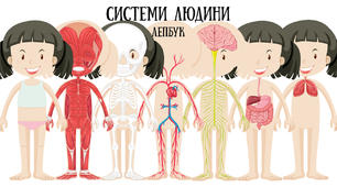 Системи людини, хлопчик і дівчинка. Лепбук