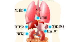 Органи людини