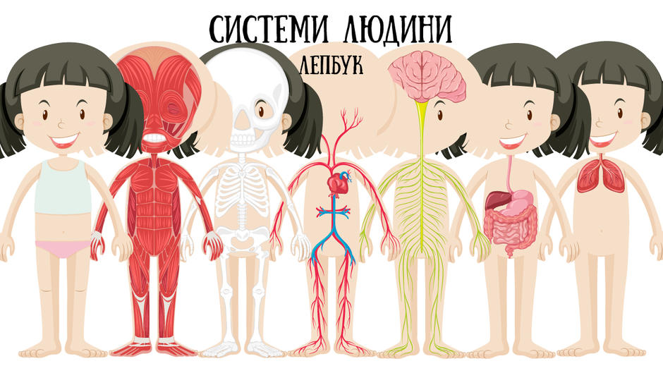 Системи органів людини