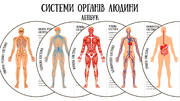 Системи органів людини